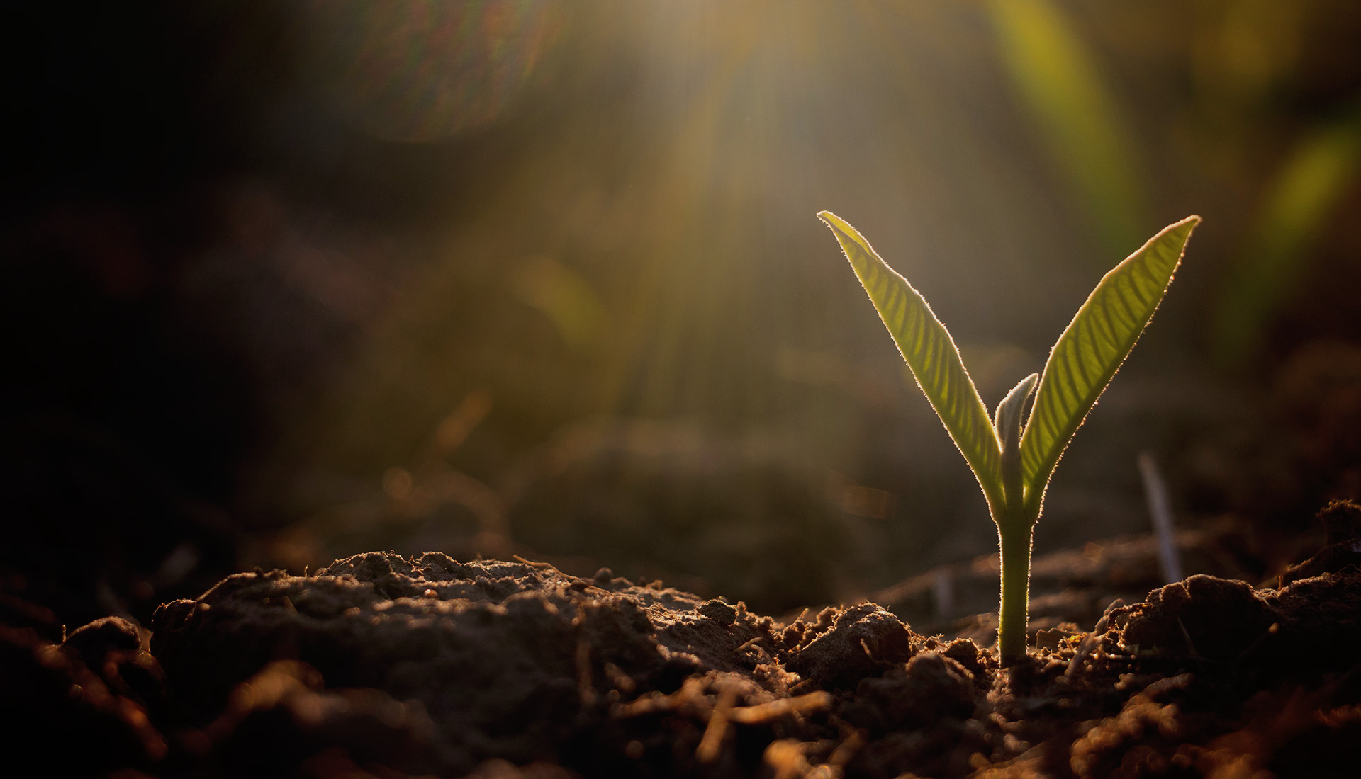 Une agriculture a developper
