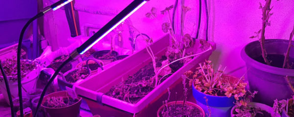 Lampes horticoles